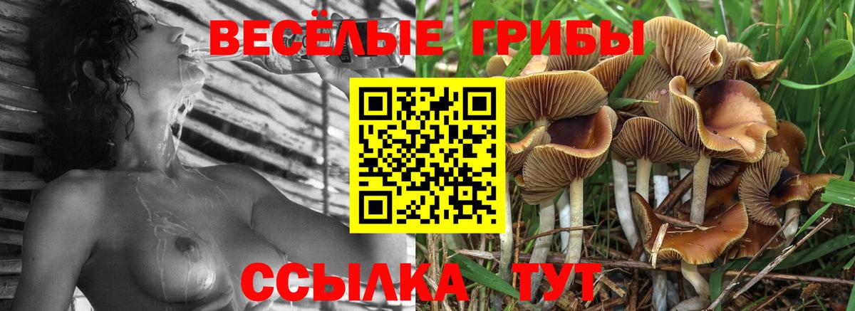 Галлюциногенные грибы Psilocybine cubensis Бузулук